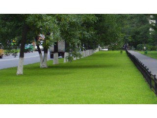 Газонная трава для городского озеленения