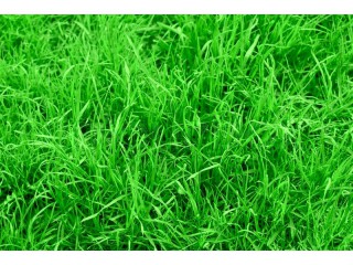 Как обеспечить ярко-зелёный цвет газонной травы